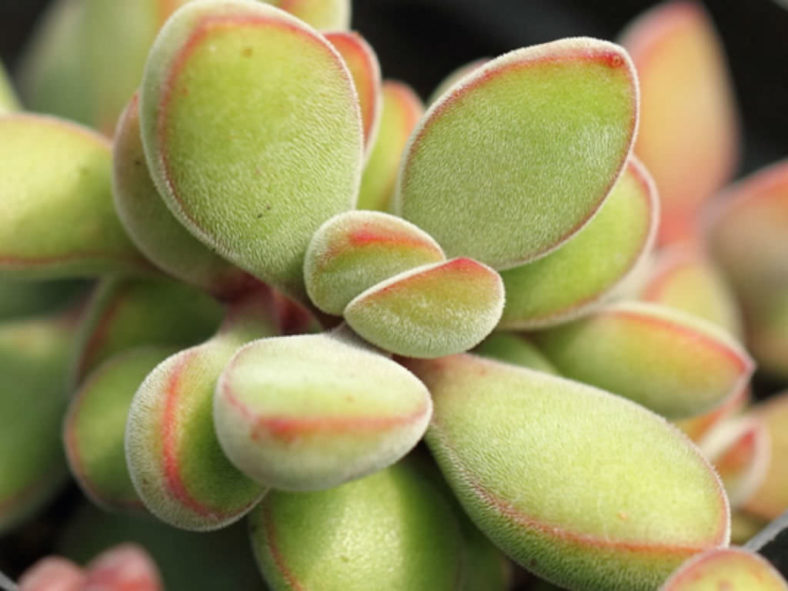 Crassula rogersii