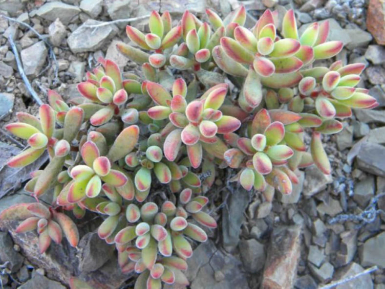 Crassula rogersii