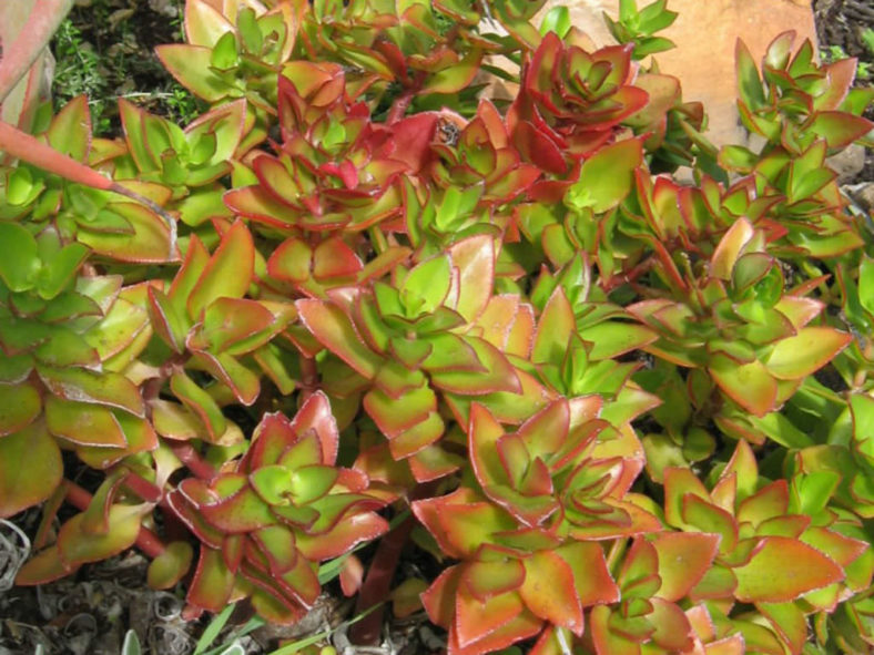 Crassula sarmentosa