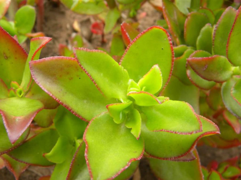 Crassula sarmentosa