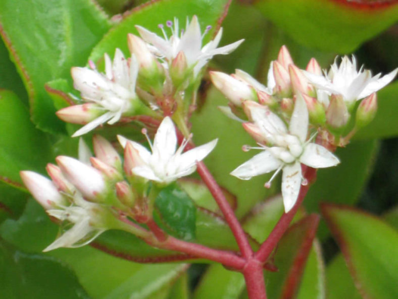 Crassula sarmentosa