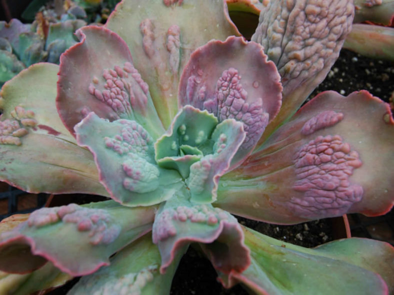 Echeveria 'Barbillion'