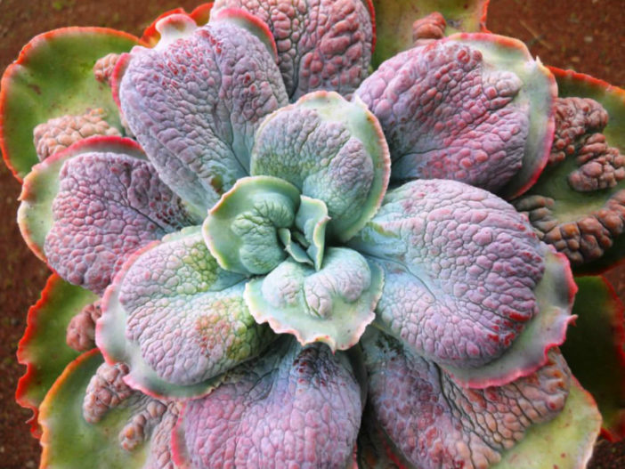 Echeveria 'Barbillion'