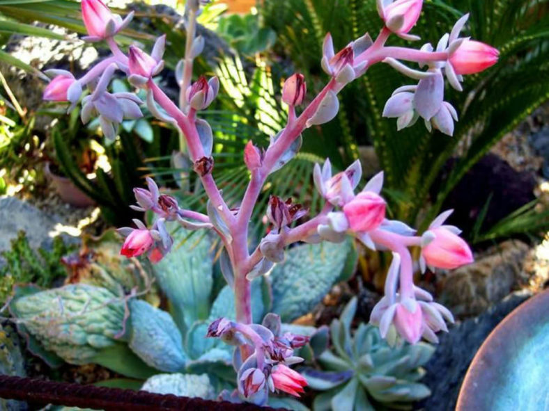 Echeveria 'Barbillion'