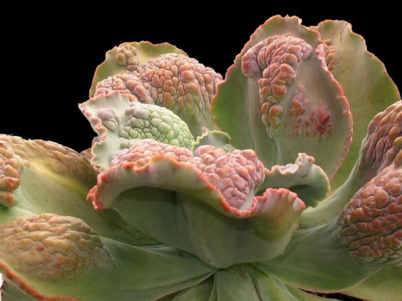 Echeveria 'Barbillion'