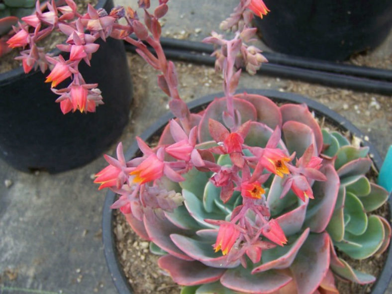 Echeveria 'Blue Sky'