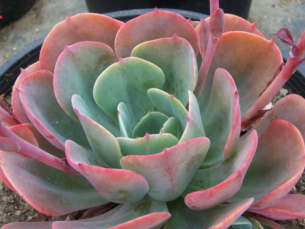 Echeveria Blue Sky - World of Succulents