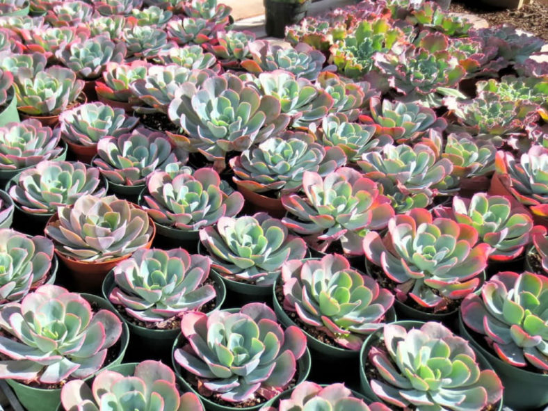 Echeveria 'Blue Sky'