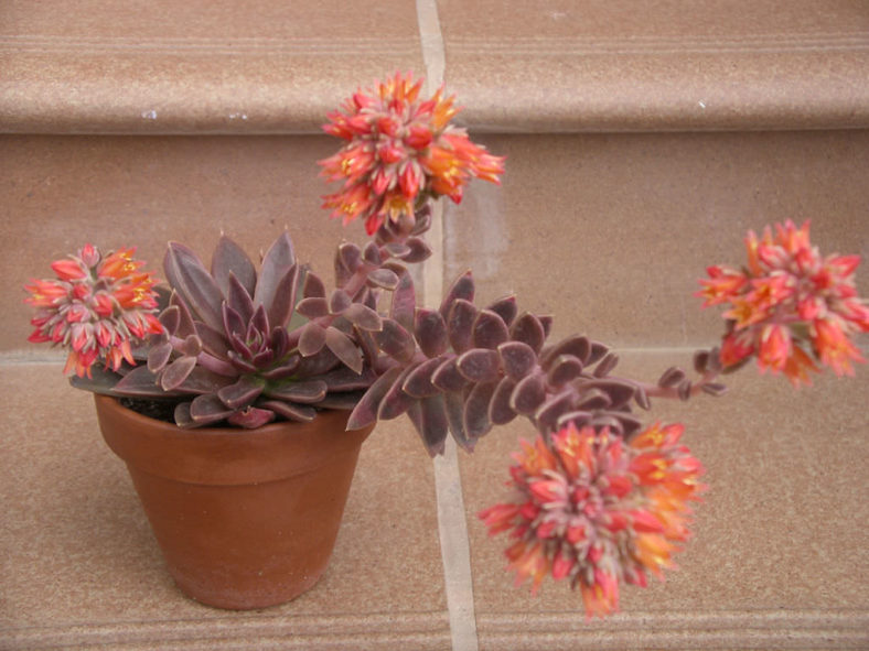 Echeveria 'Serrana'