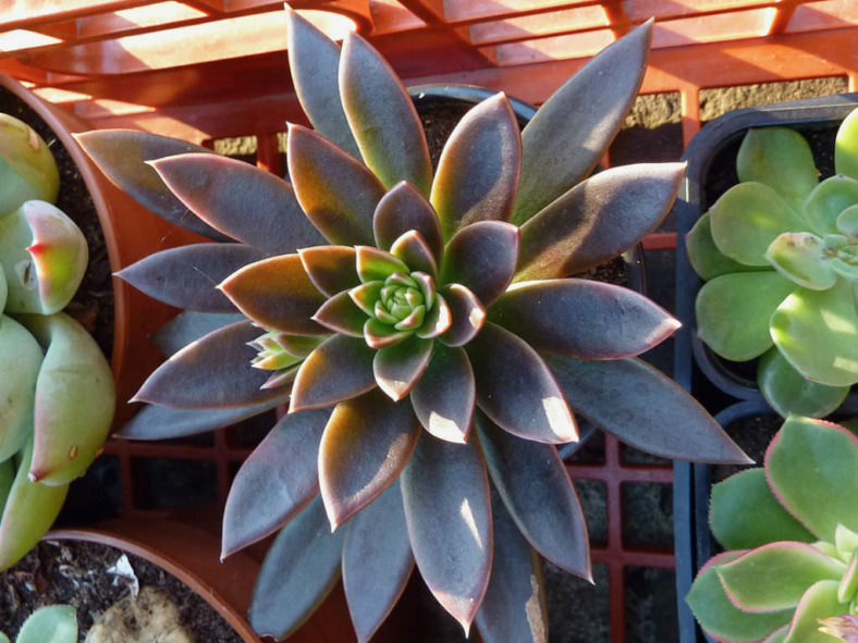 Echeveria 'Serrana'