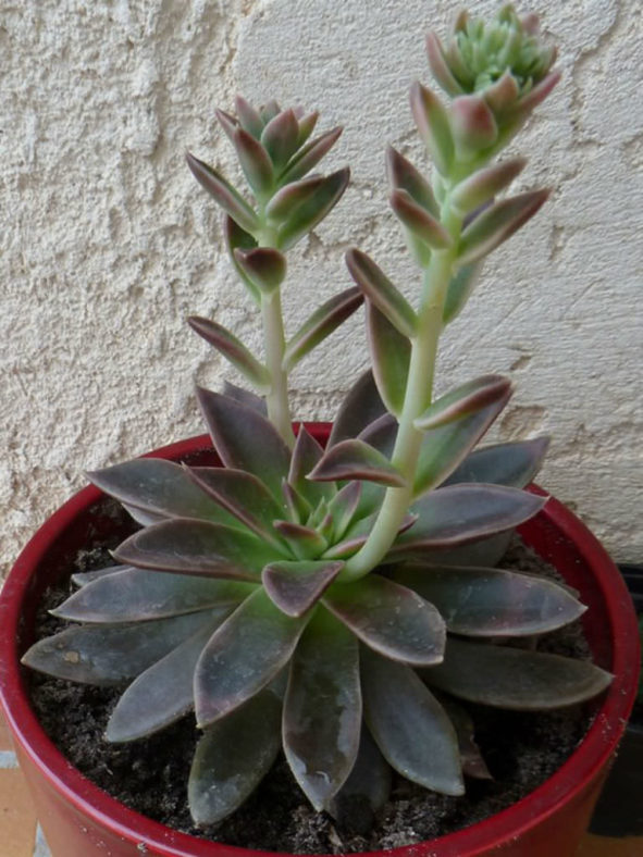 Echeveria 'Serrana'