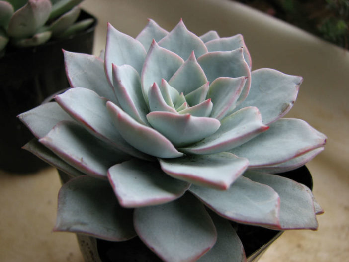 Echeveria desmetiana aka Echeveria peacockii