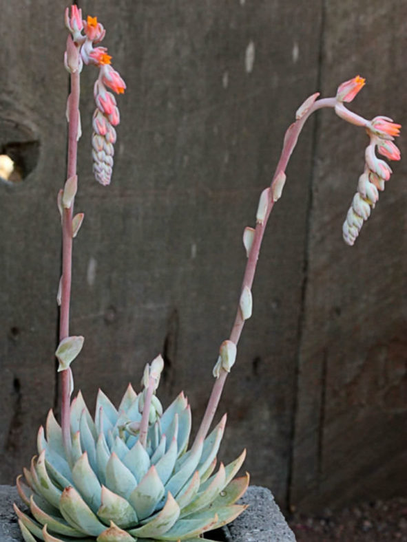 Echeveria desmetiana aka Echeveria peacockii