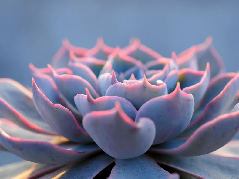 Echeveria desmetiana aka Echeveria peacockii