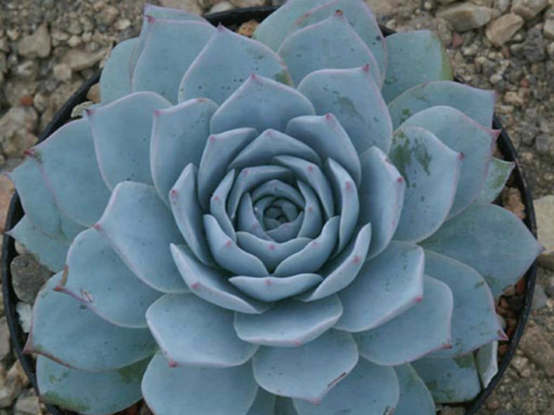 Echeveria desmetiana aka Echeveria peacockii