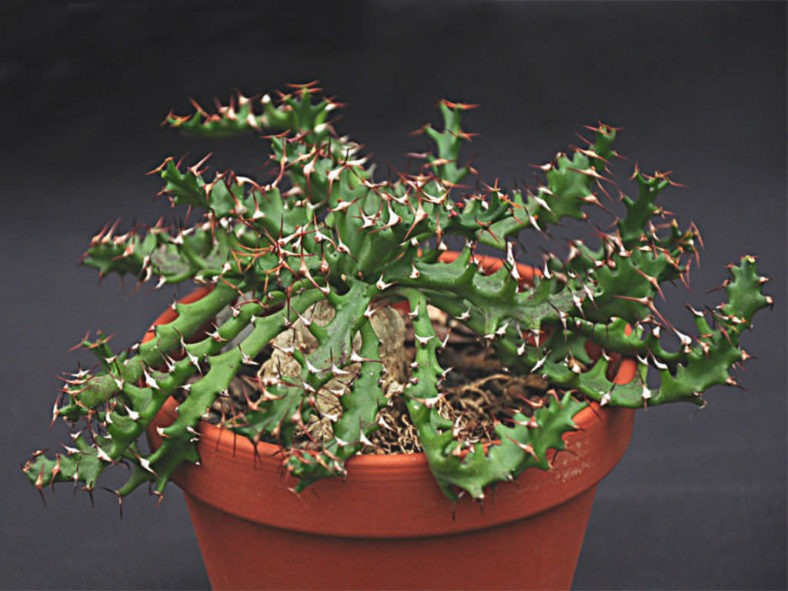 Euphorbia squarrosa