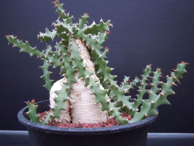 Euphorbia squarrosa