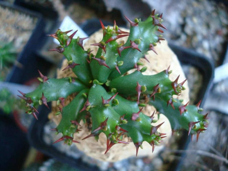 Euphorbia squarrosa