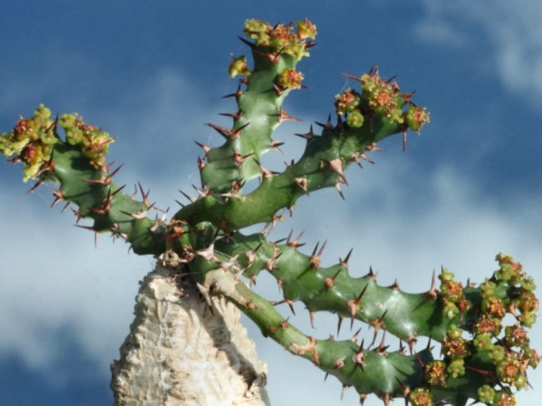 Euphorbia squarrosa