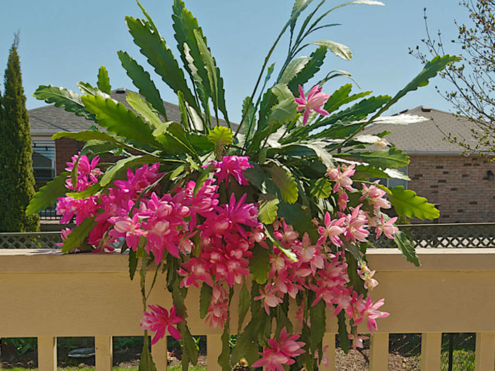 Growing Jungle Cacti