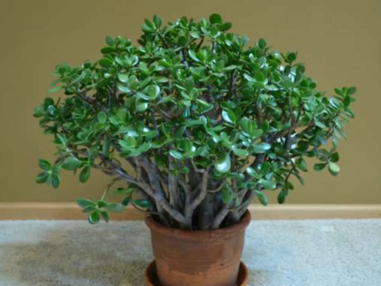 jade plant stem