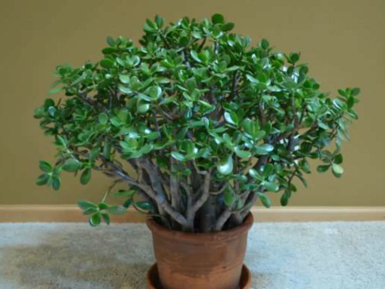 White Powdery Mold on the Jade Plant (Crassula ovata)