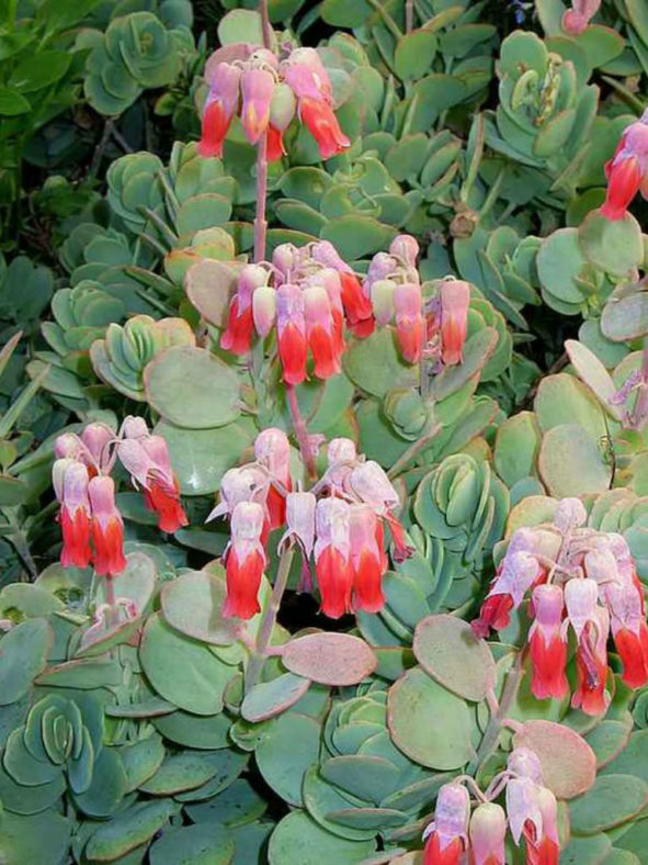 Kalanchoe marnieriana (Marnier's Kalanchoe)