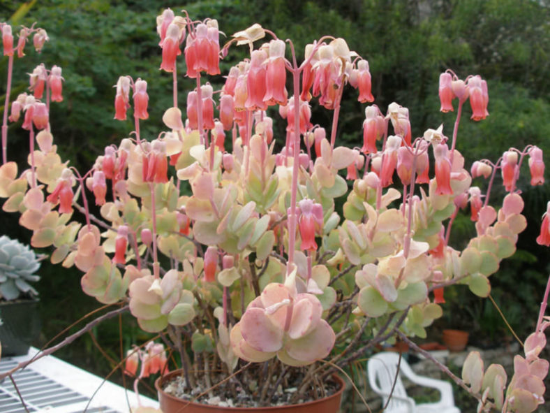 Kalanchoe marnieriana (Marnier's Kalanchoe)