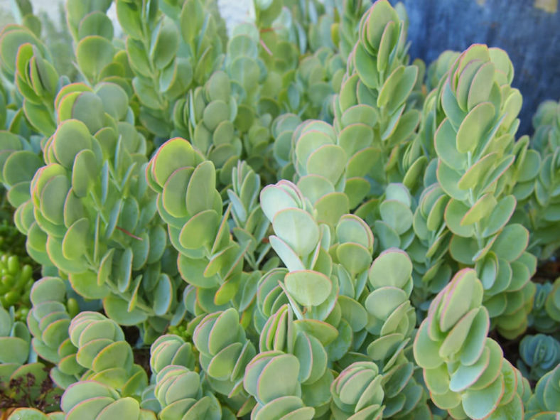 Kalanchoe marnieriana (Marnier's Kalanchoe)