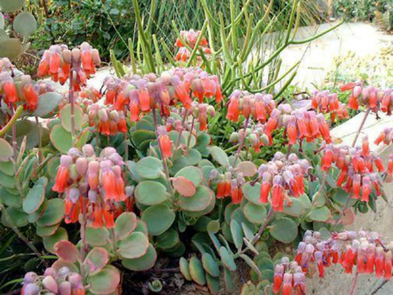 Kalanchoe marnieriana (Marnier's Kalanchoe)