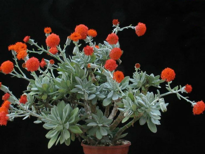 Kleinia galpinii aka Senecio galpinii