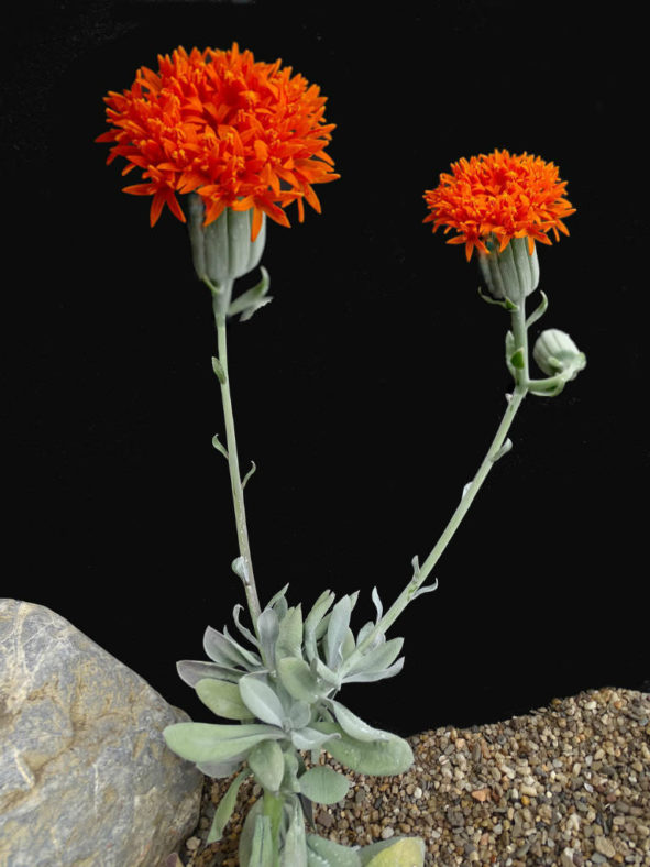 Kleinia galpinii aka Senecio galpinii