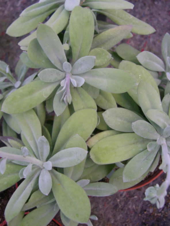 Kleinia galpinii aka Senecio galpinii