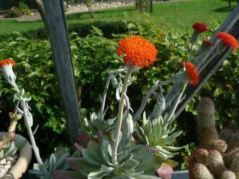 Kleinia galpinii aka Senecio galpinii