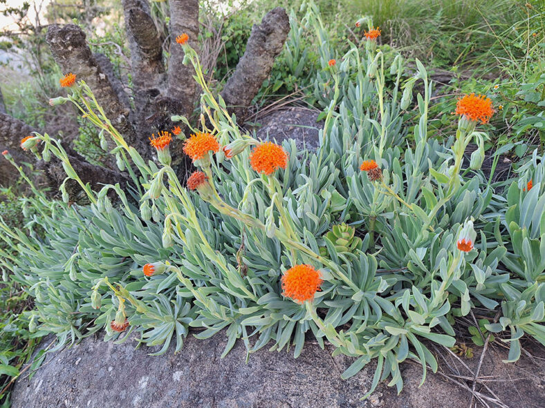 Kleinia galpinii aka Senecio galpinii