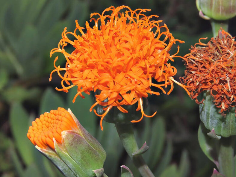 Kleinia galpinii aka Senecio galpinii