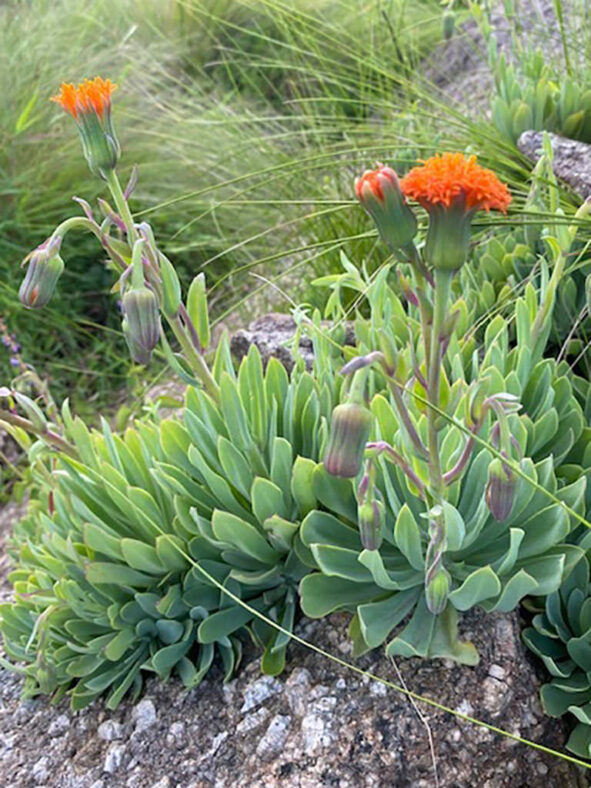 Kleinia galpinii aka Senecio galpinii