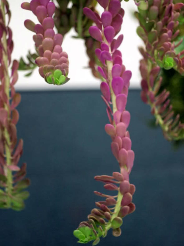 Kleinia petraea (Trailing Jade) aka Senecio jacobsenii