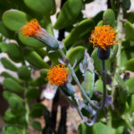 Kleinia petraea (Trailing Jade) - World of Succulents