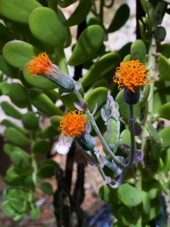 Kleinia petraea (Trailing Jade) aka Senecio jacobsenii