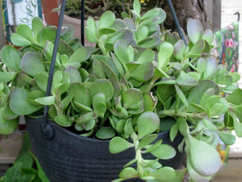 Kleinia petraea (Trailing Jade) aka Senecio jacobsenii