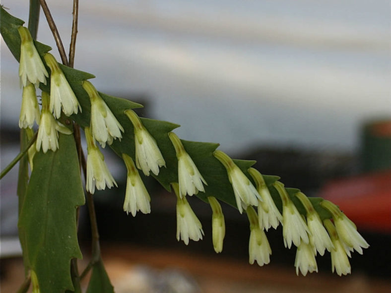 Lepismium houlletianum (Snowdrop Cactus)