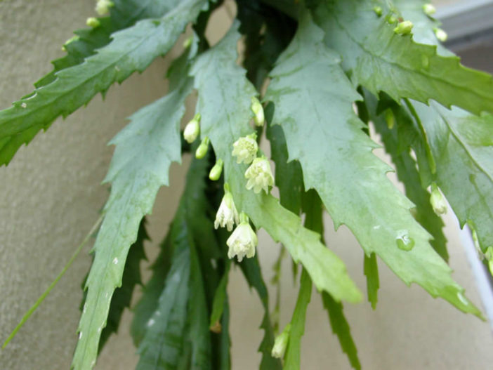 Lepismium houlletianum (Snowdrop Cactus)