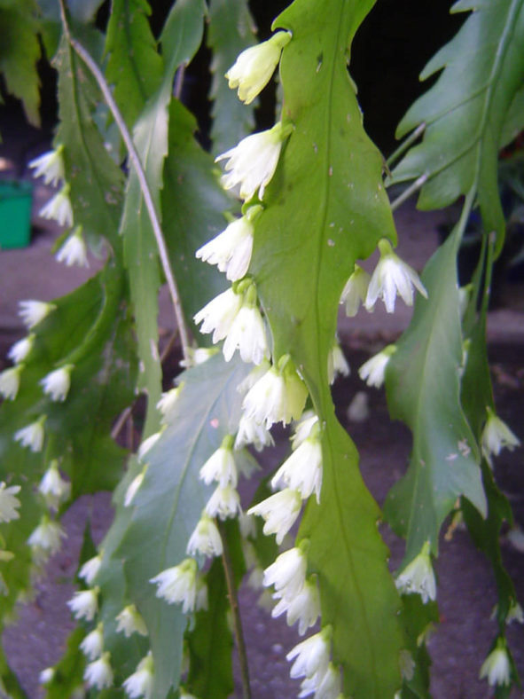 Lepismium houlletianum (Snowdrop Cactus)