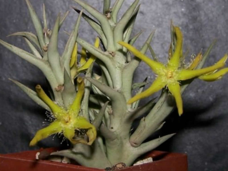 Orbea rogersii