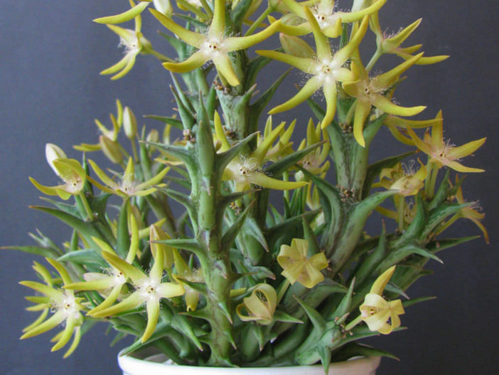 Orbea rogersii