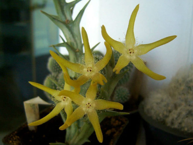 Orbea rogersii