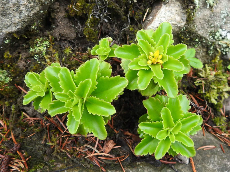 Phedimus kamtschaticus (Russian Stonecrop) aka Sedum kamtschaticum