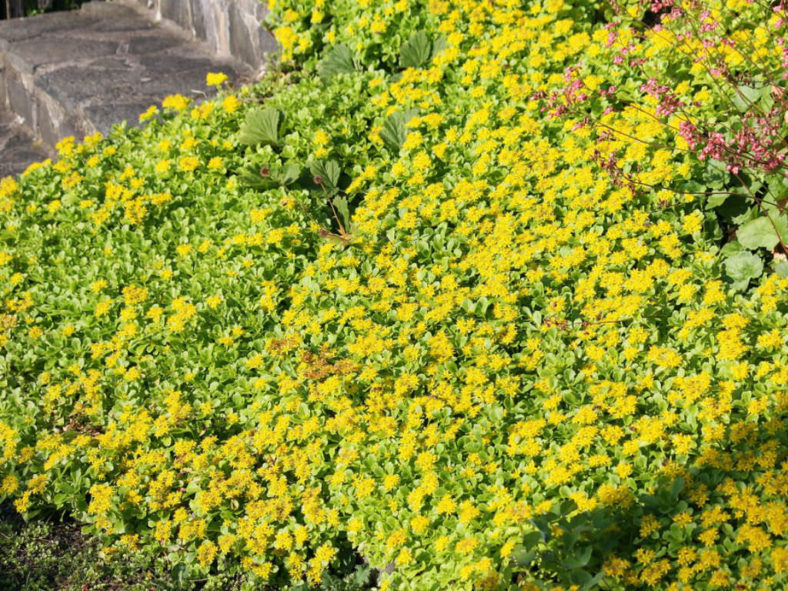 Phedimus kamtschaticus (Russian Stonecrop) aka Sedum kamtschaticum