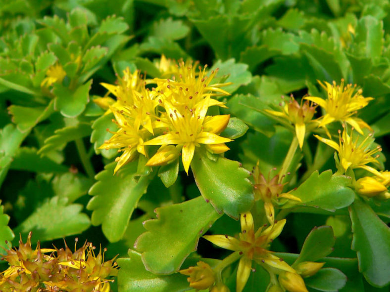 Phedimus kamtschaticus (Russian Stonecrop) aka Sedum kamtschaticum